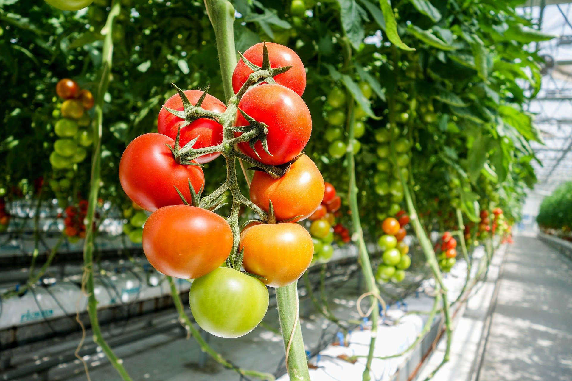 Tomaten telen met Big Data