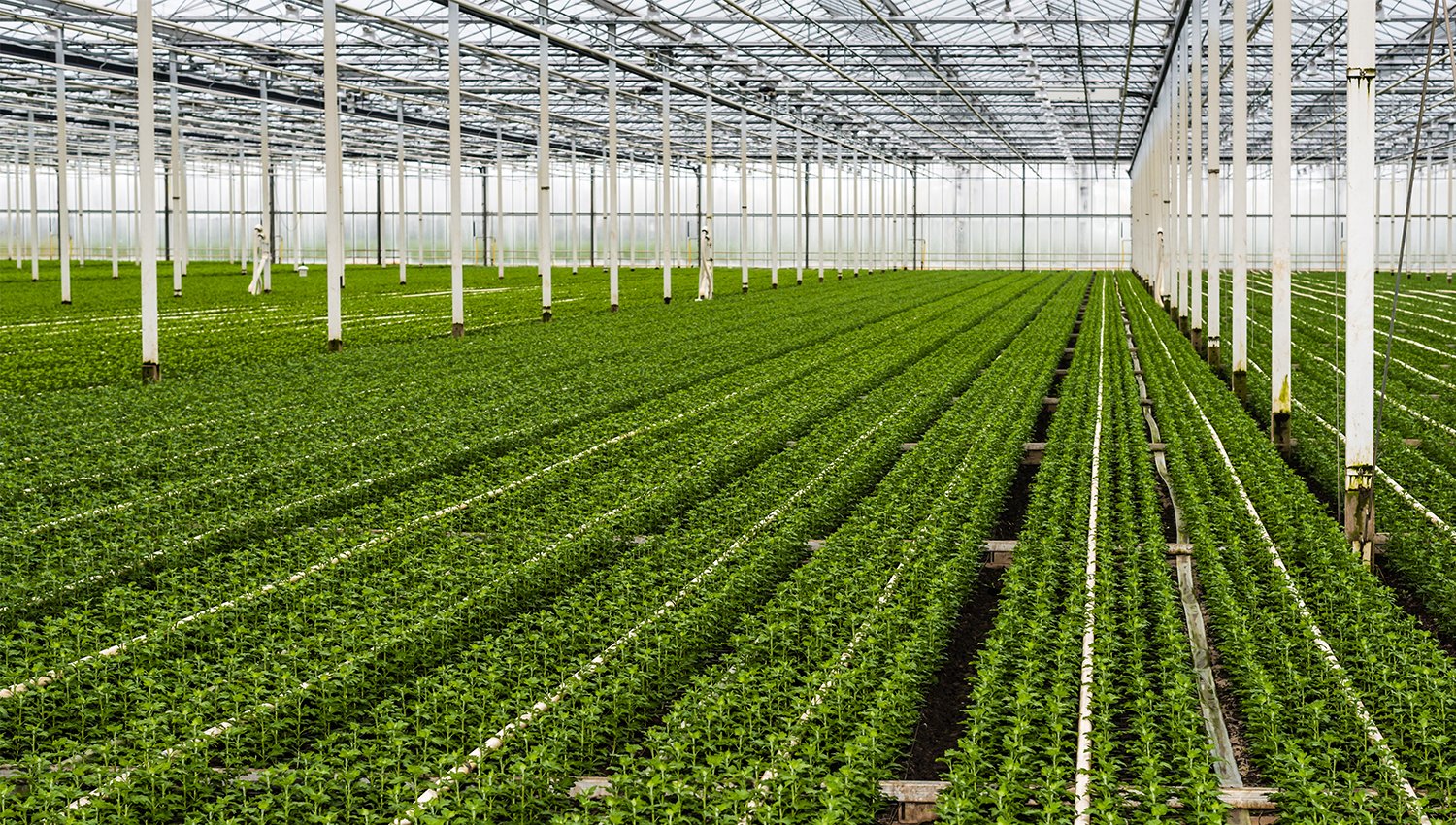 Sustainable greenhouse horticulture