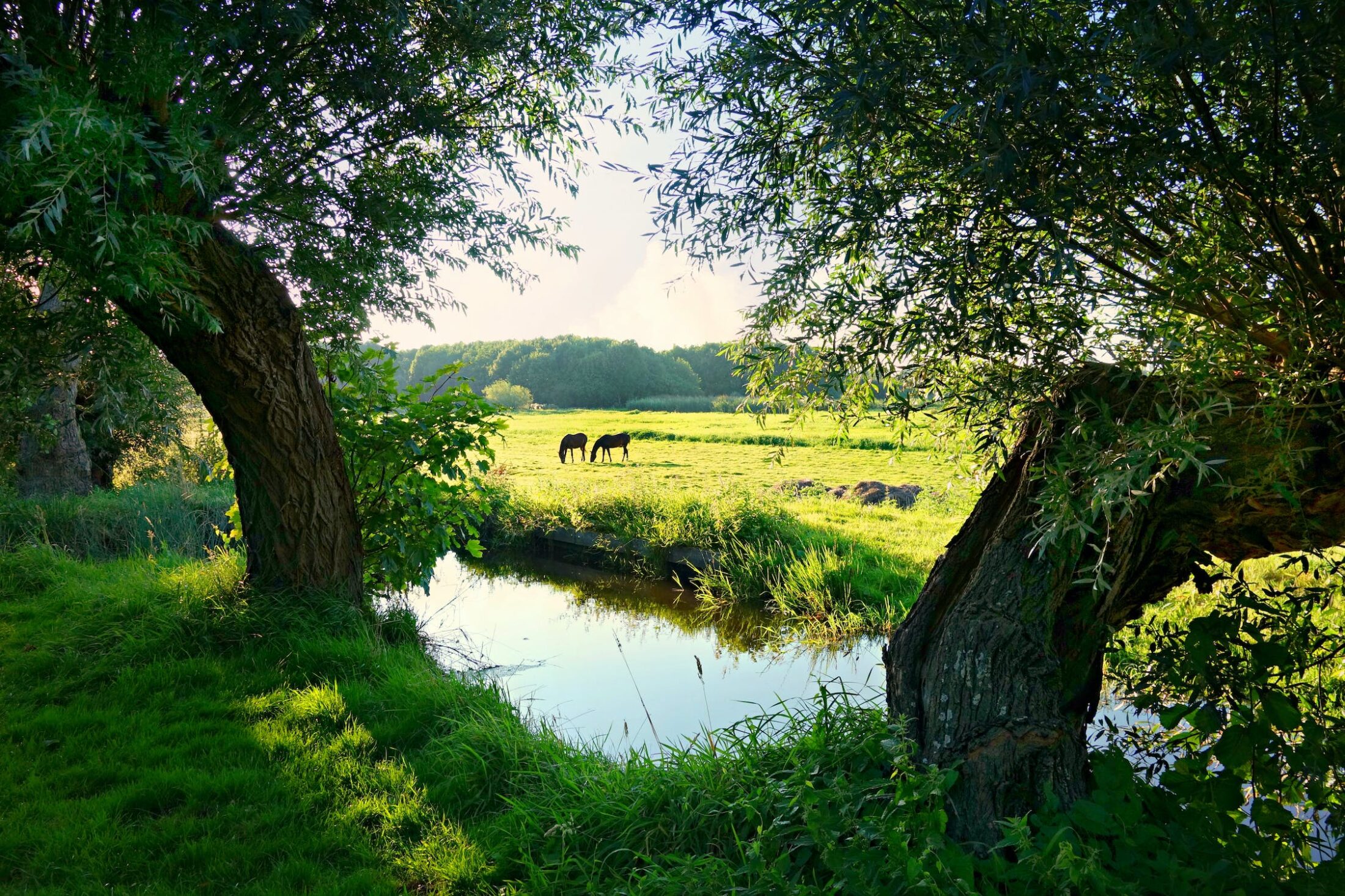 Groen landschap